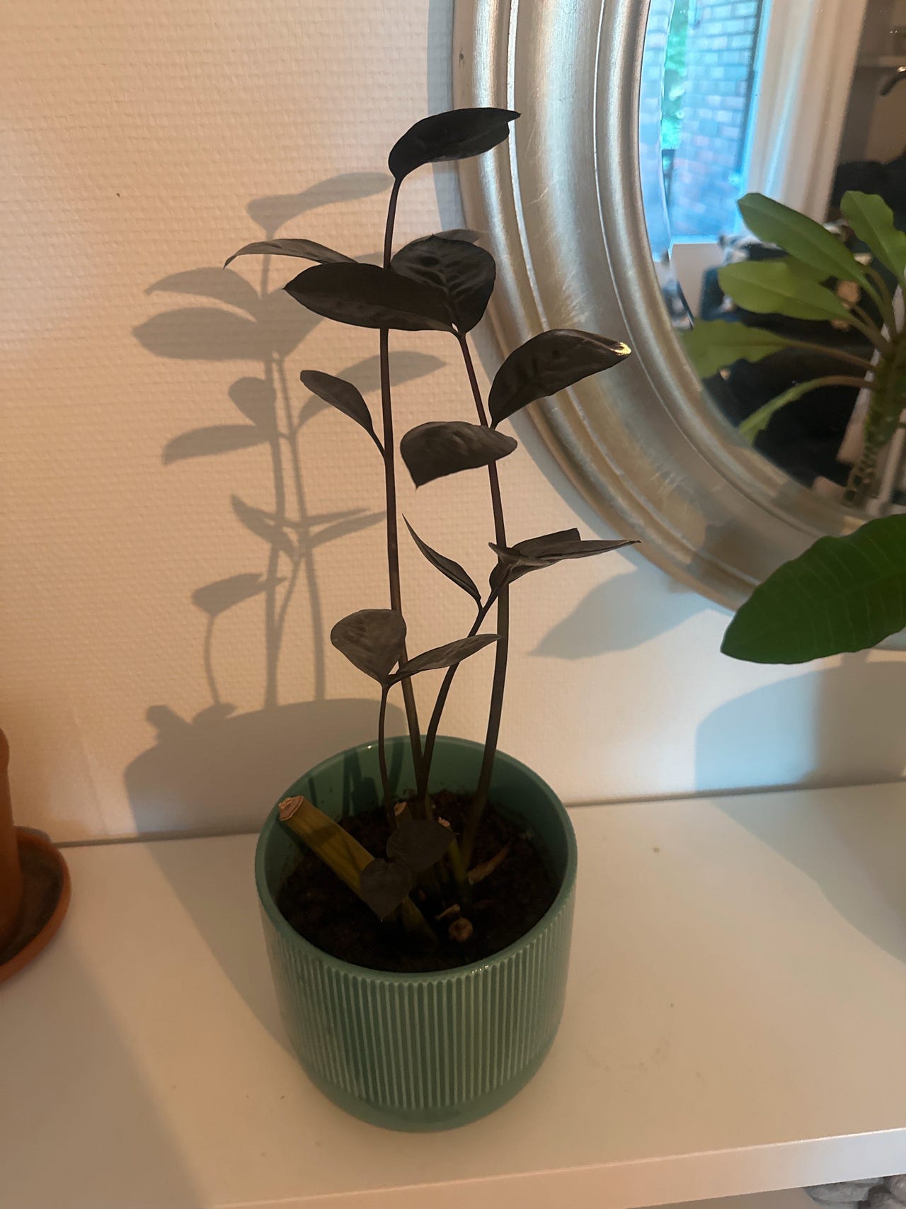 Tummalehtinen palmuvehka vihreässä ruukussa – 50 cm