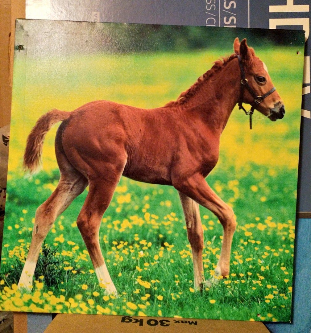 Hevosaiheinen Canvas taulu