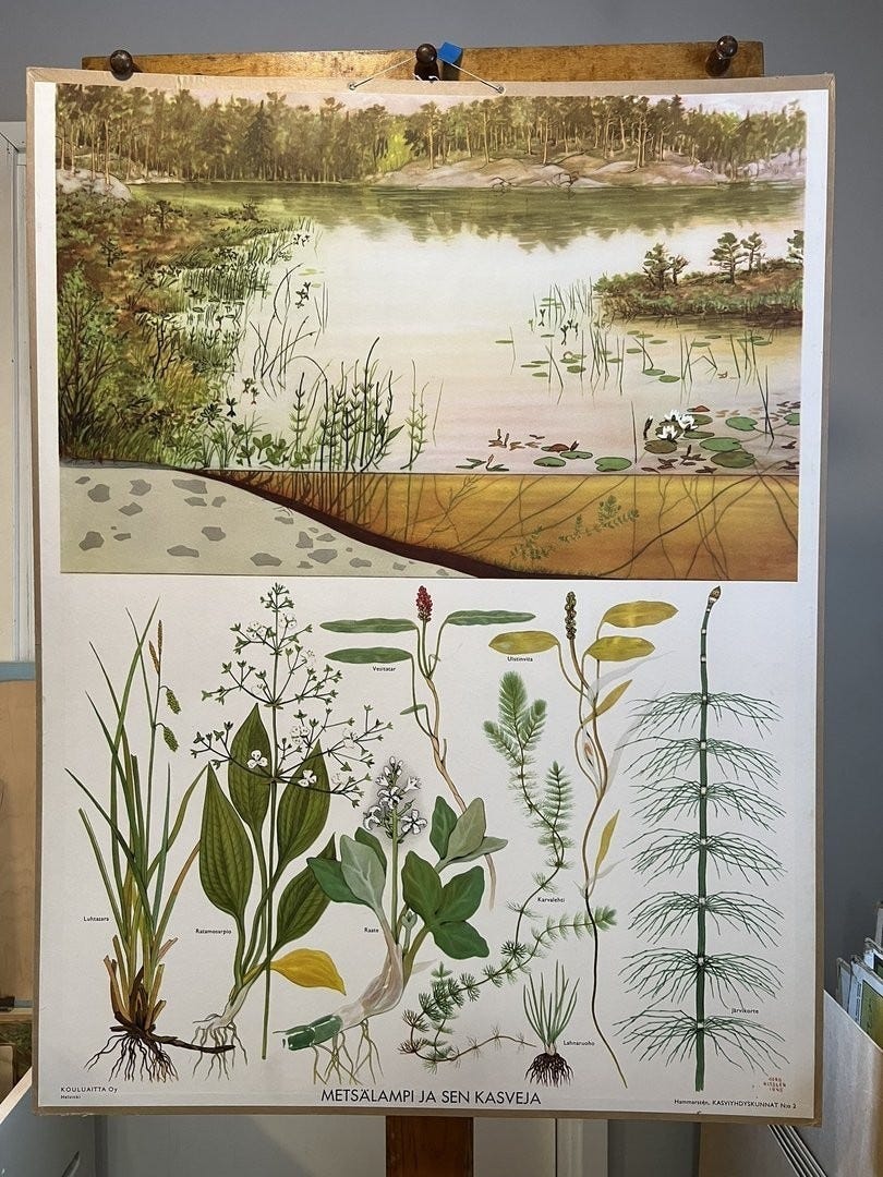 Metsälampi ja sen kasveja opetustaulu