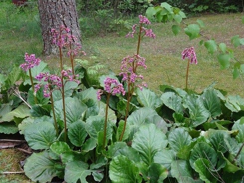 Vuorenkilpiä