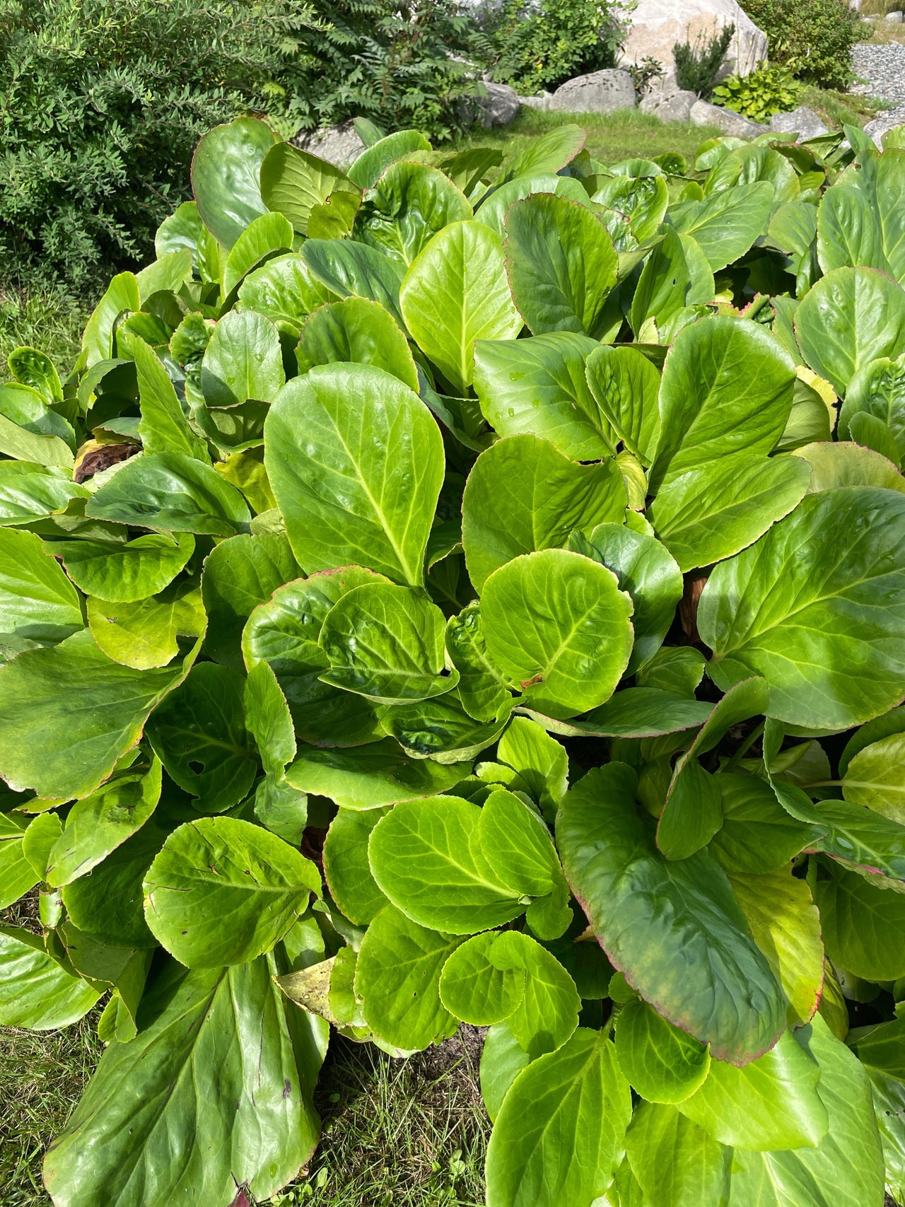 Vuorenkilpeä