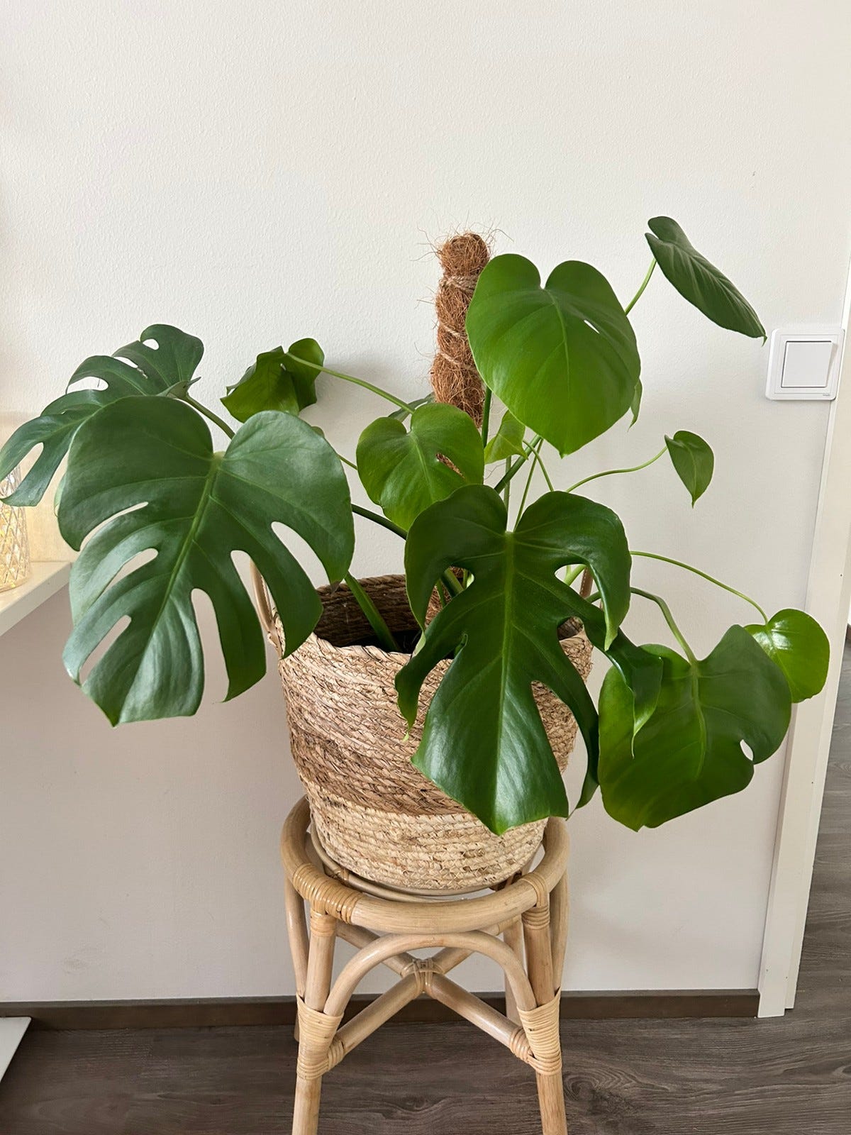 iso-peikonlehti-monstera-kori-tori