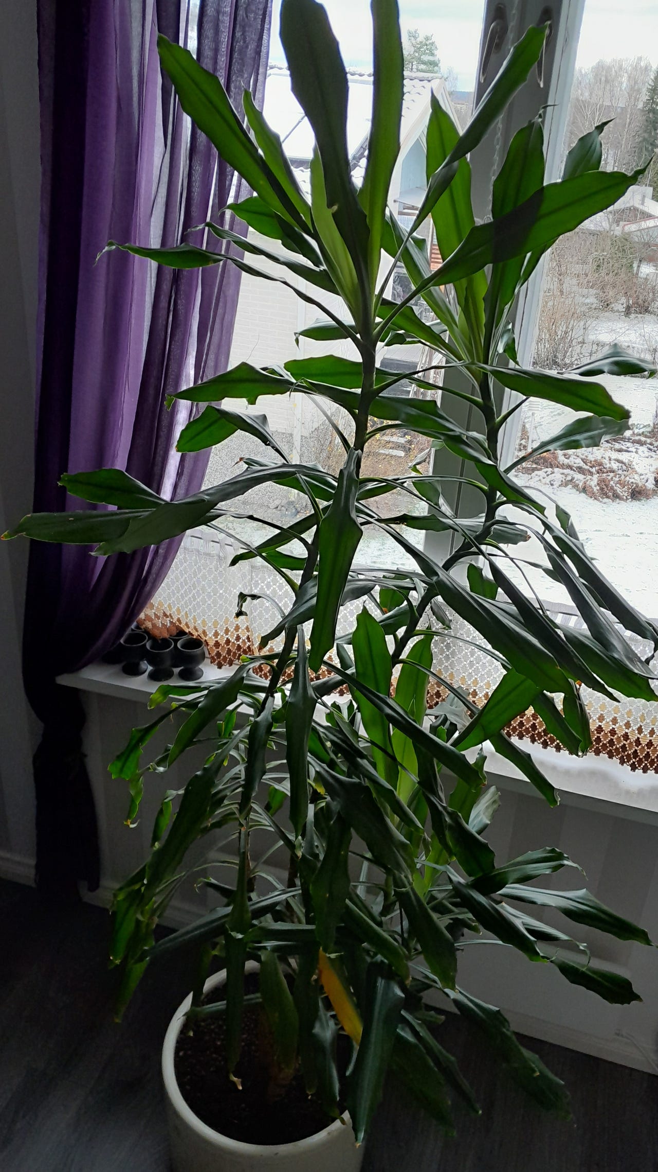 Traakkipuu 190 cm + altakasteluruukku