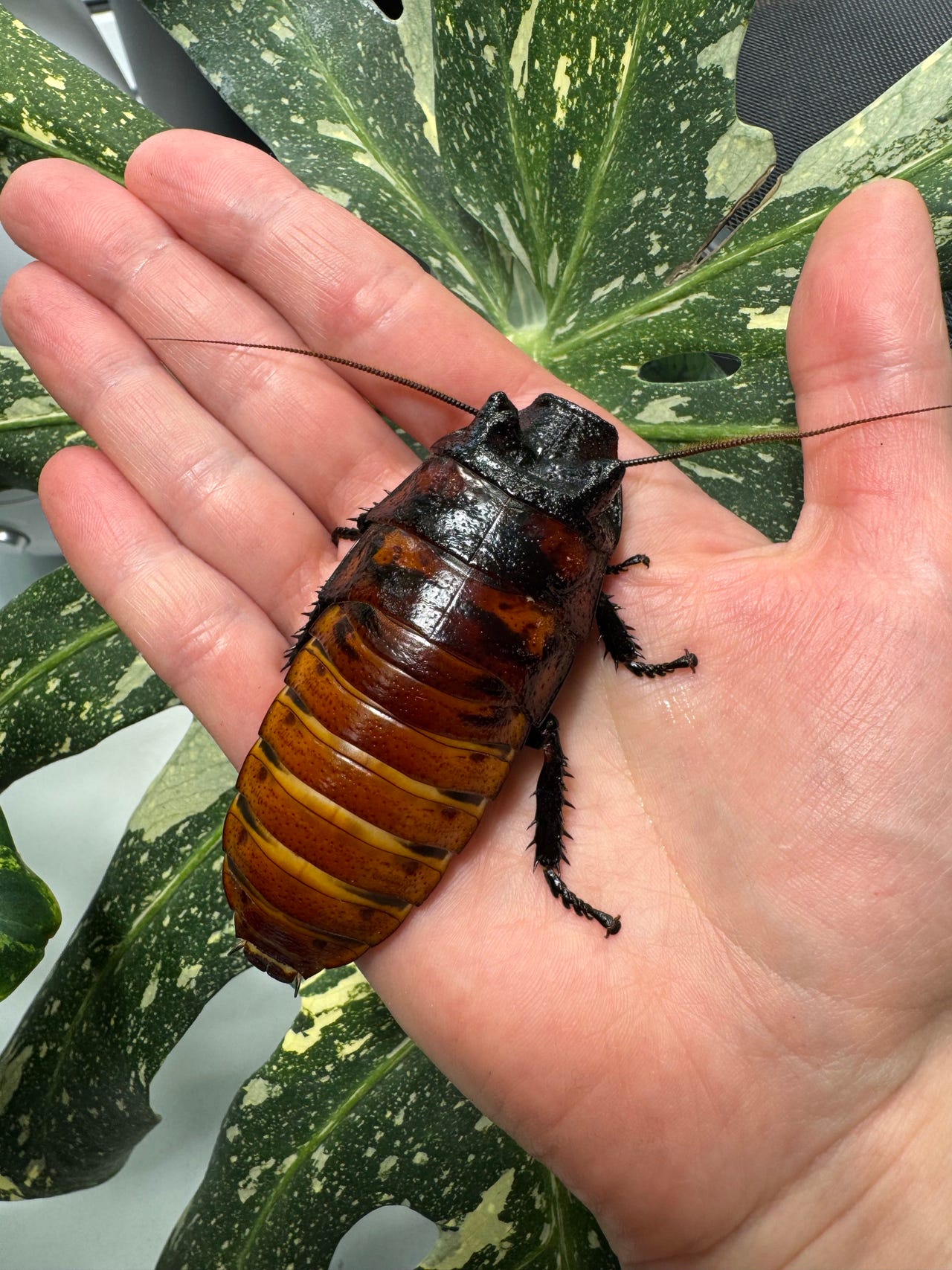 Madagaskarin sihisevä torakka