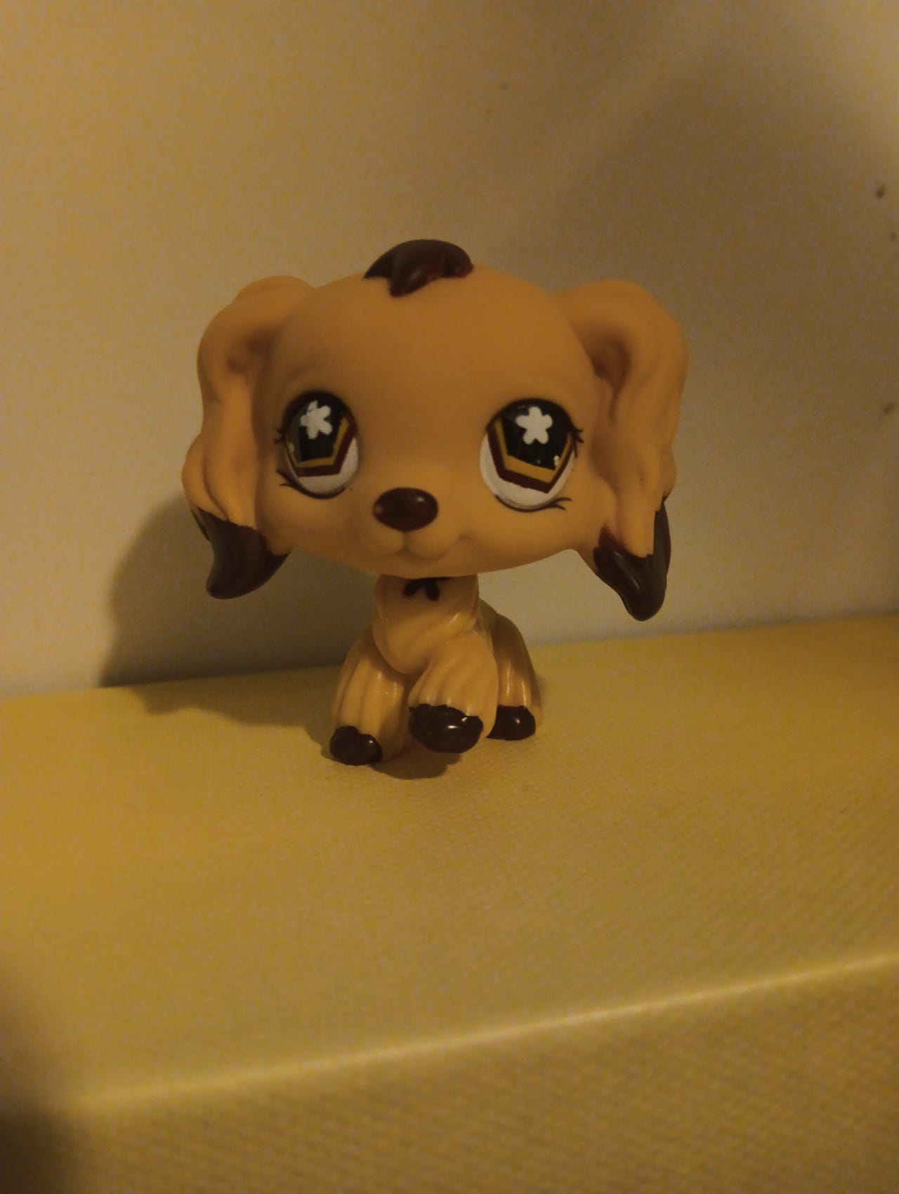 Lps cockerspanieli Aito