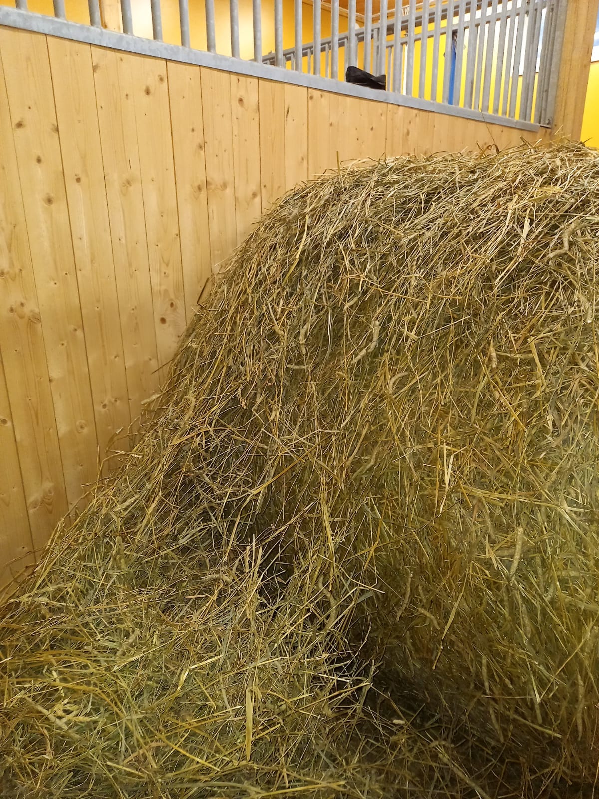 Esikuivattua säilöheinää hevosille.