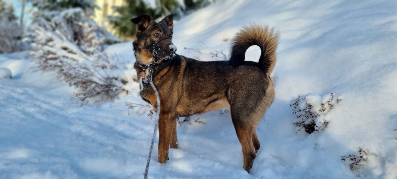 Bella