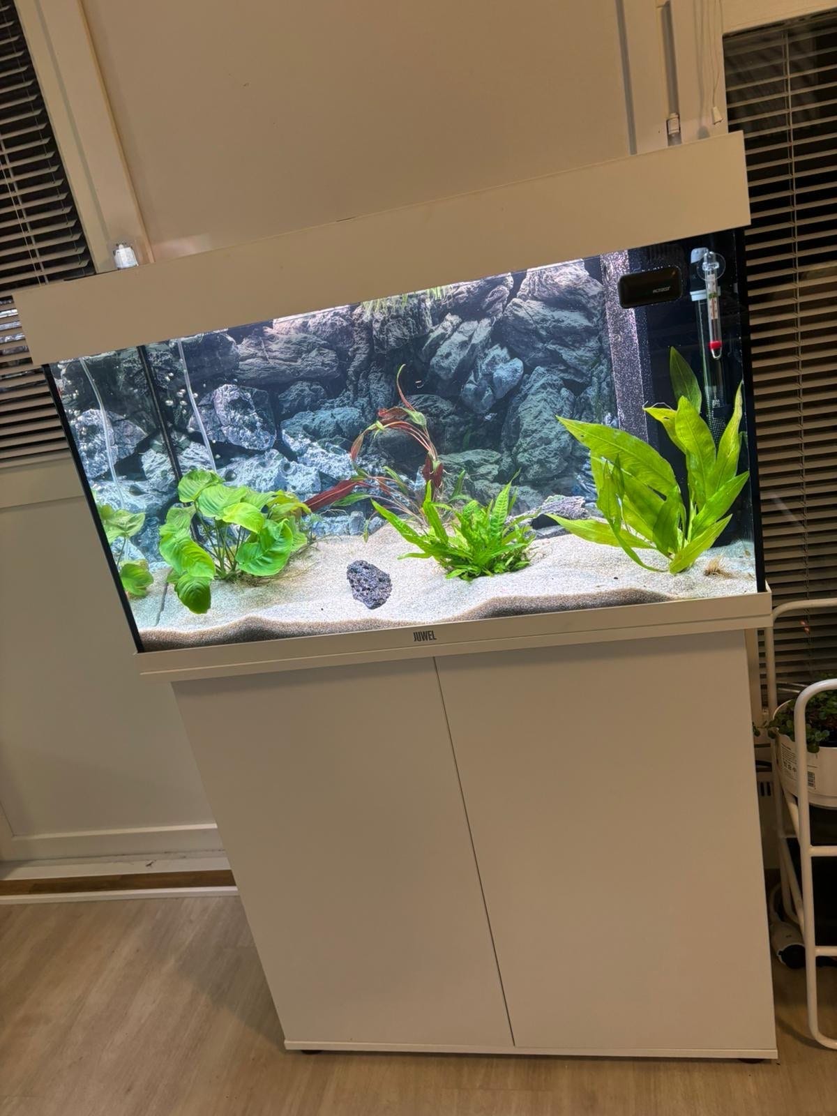 Juwel Rio 125 L