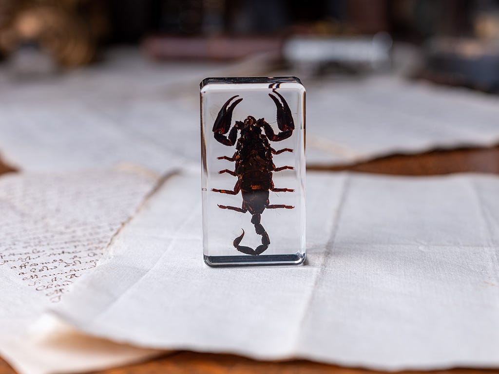 Skorpioni kuutiossa – Entomologinen näyte no. 372