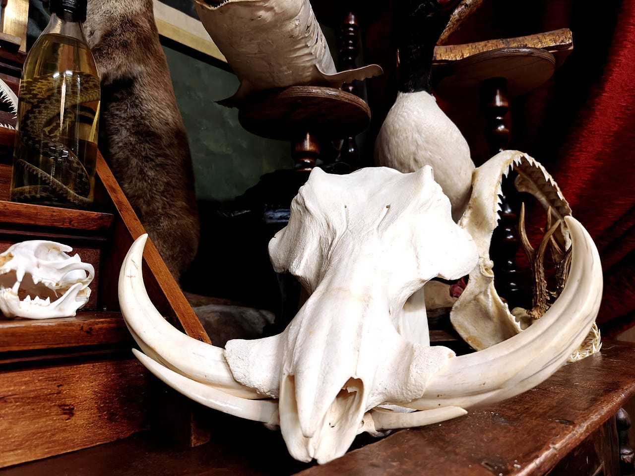 Huikaiseva pahansian kallo (Phacochoerus africanus), Afrikka