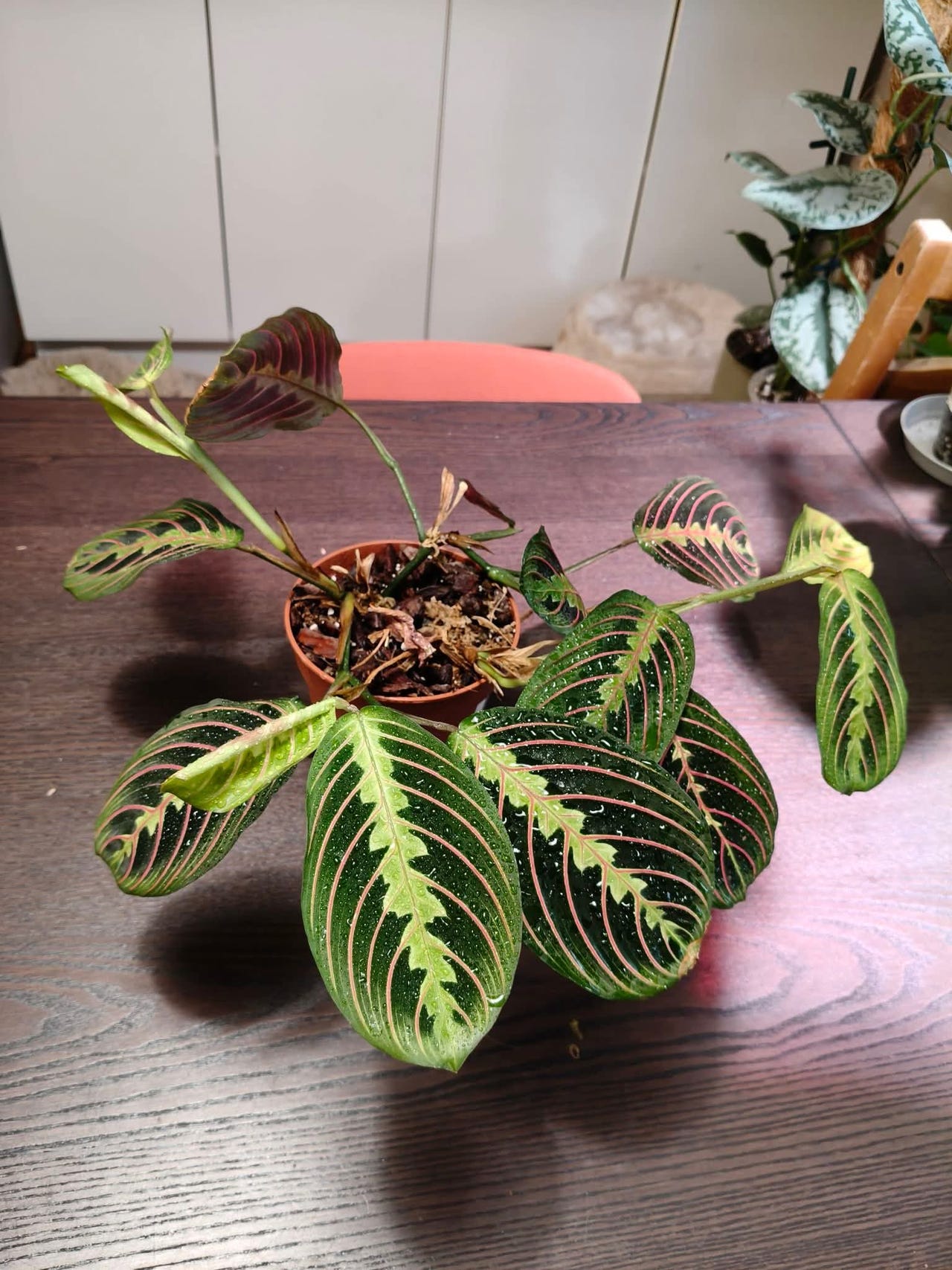 Maranta Leuconeura Fascinator Tricolore 30cm – Plante D'intérieur Purifiante Et Facile