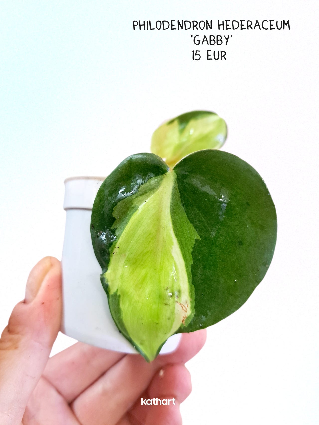Philodendron hederaceum 'Gabby' | Tori