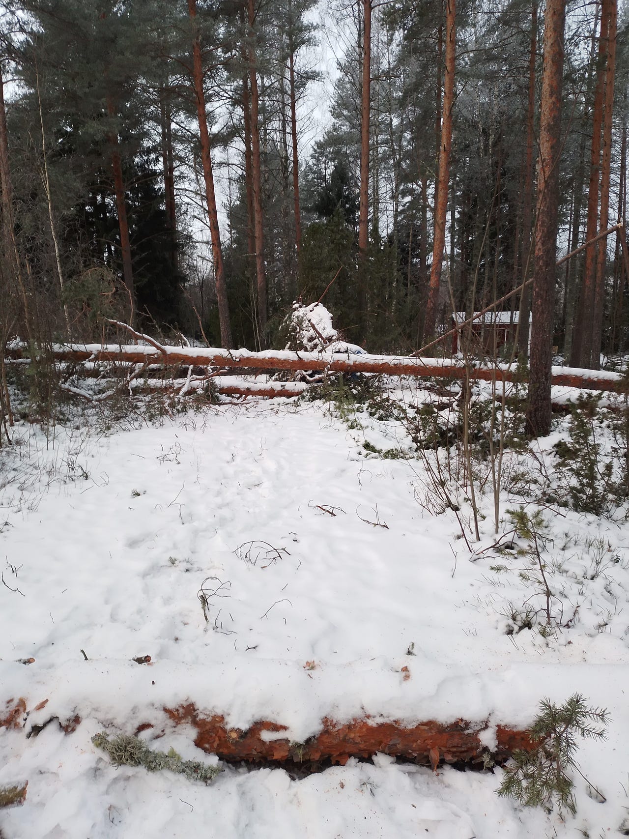 Metsuri, myrskytuhojen korjaus
