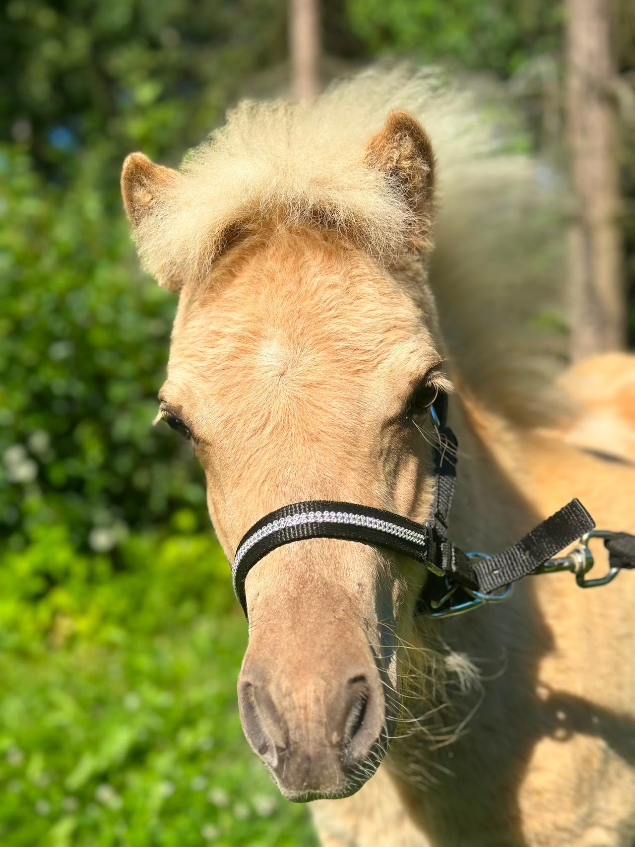 Shetlanninponi orivarsa