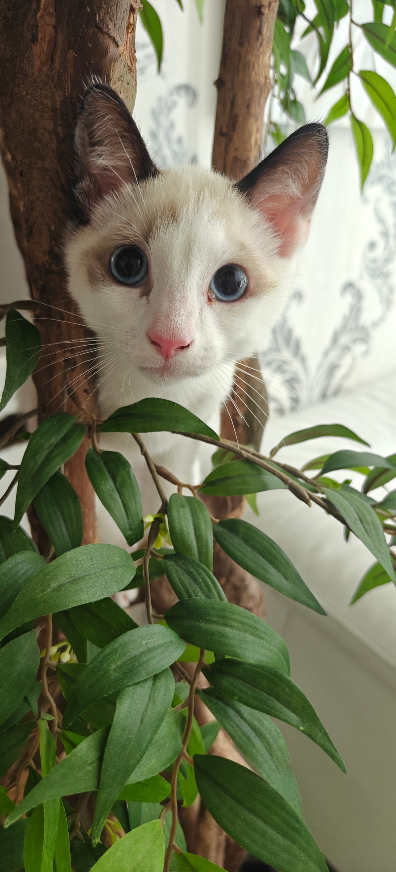 Snowshoe poika