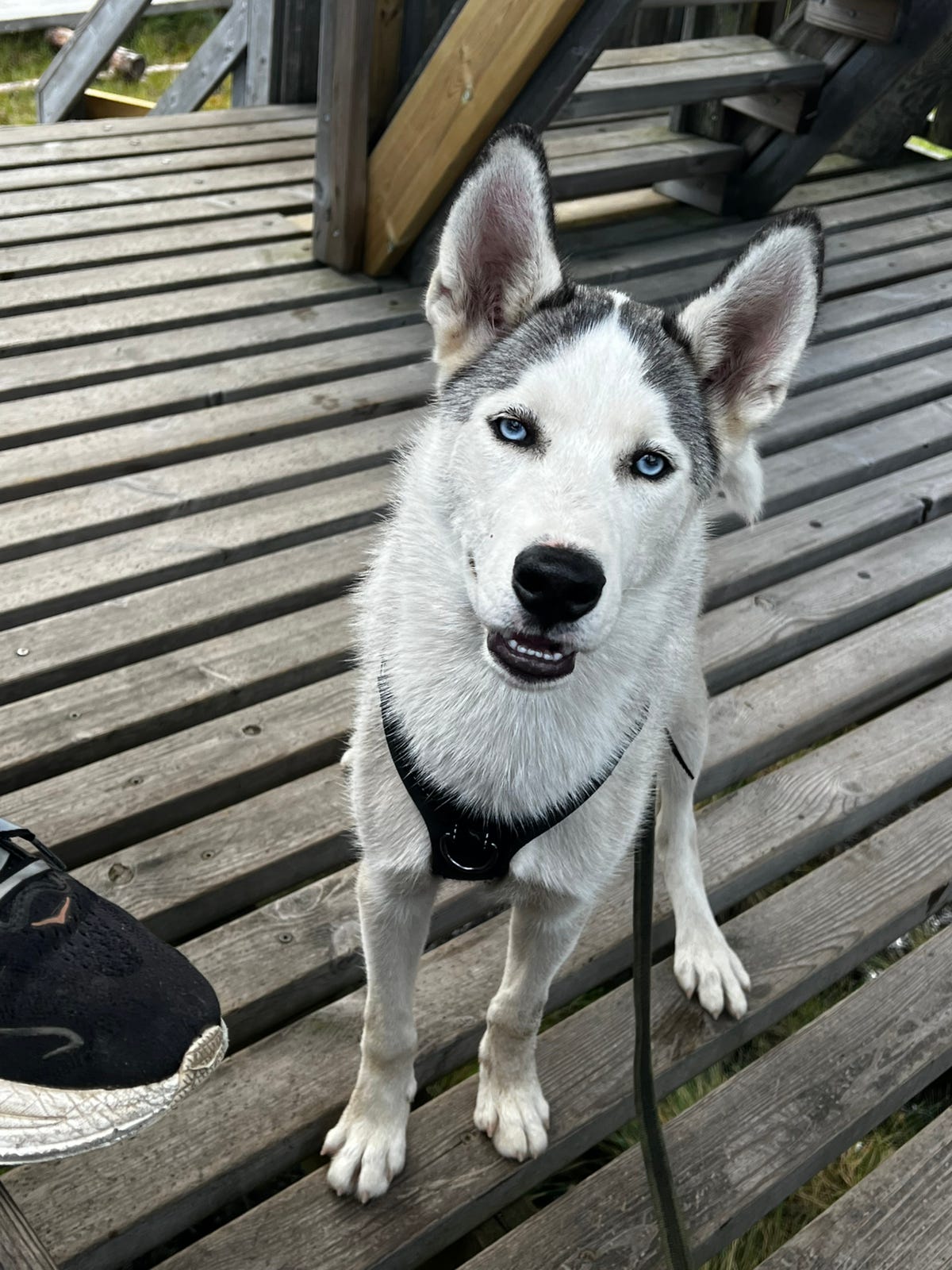 Siperianhusky urospentu