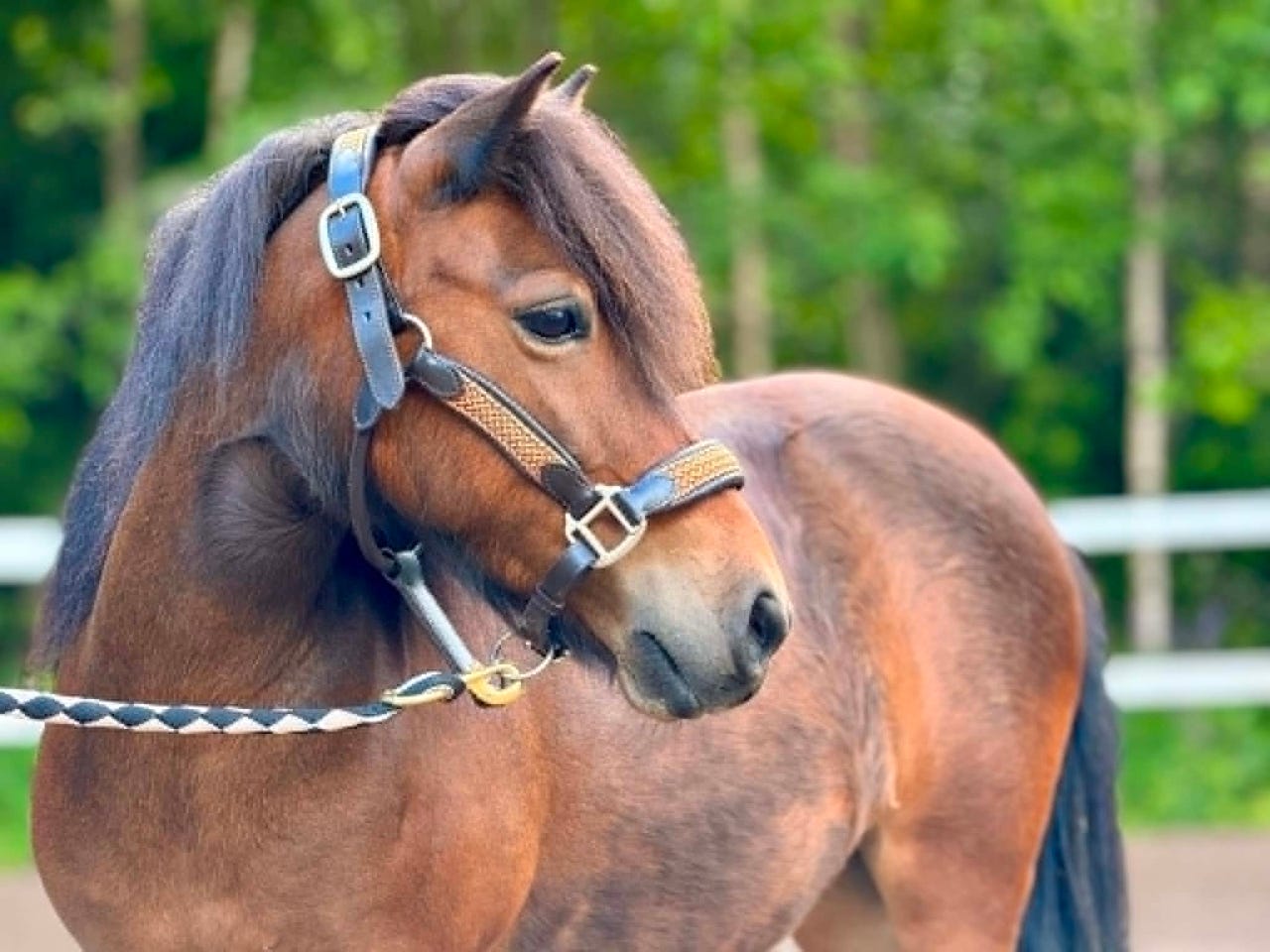 2018 rauhallinen tamma poni 105 cm