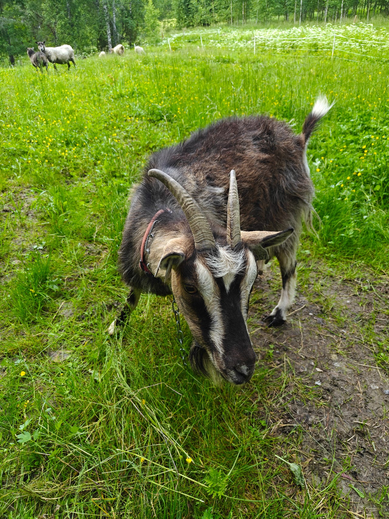 Myydään kaksi kuttua