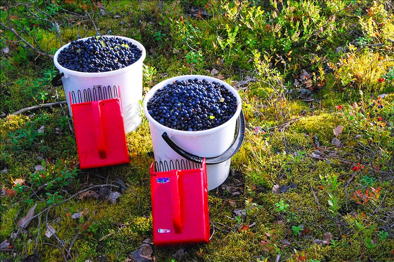 Tuoretta mustikkaa. Kotiinkuljetus ilmaiseksi