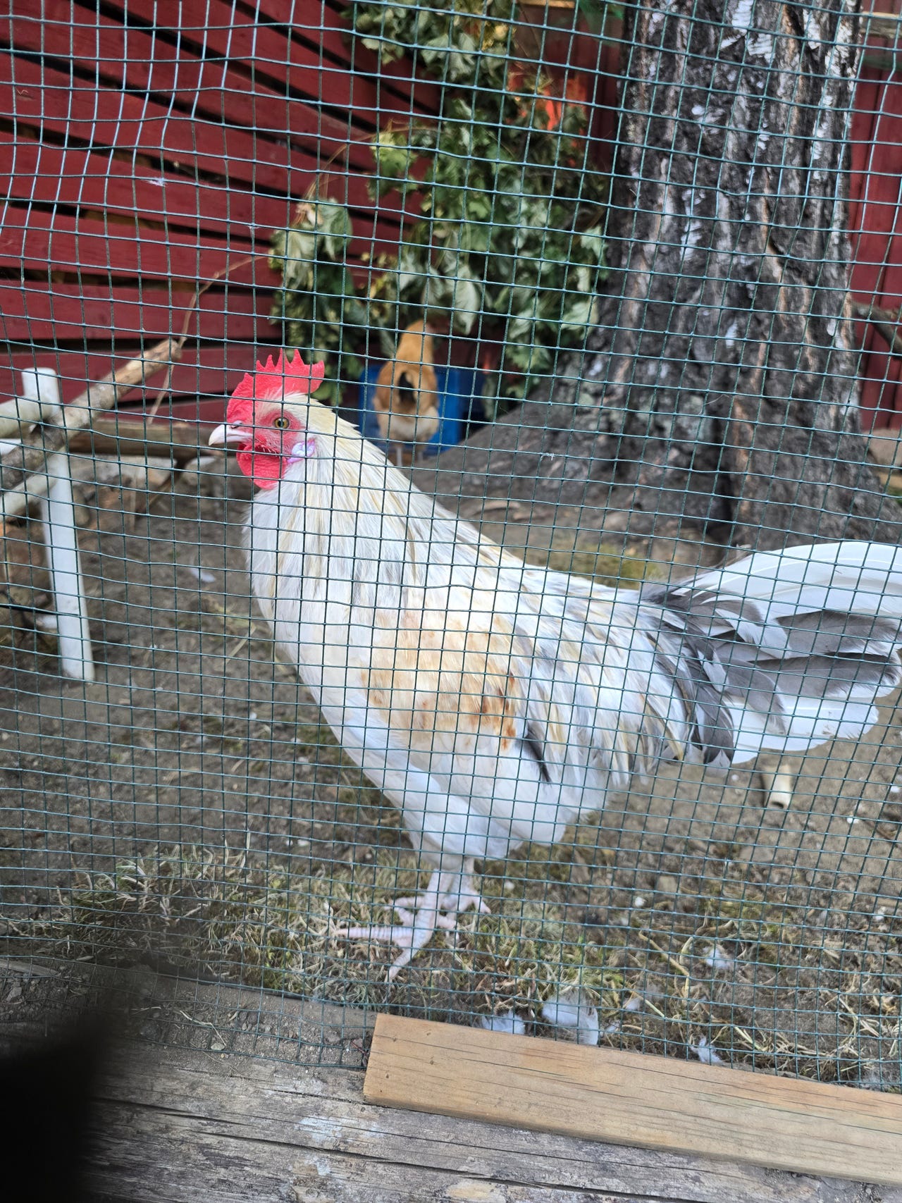 Kukko