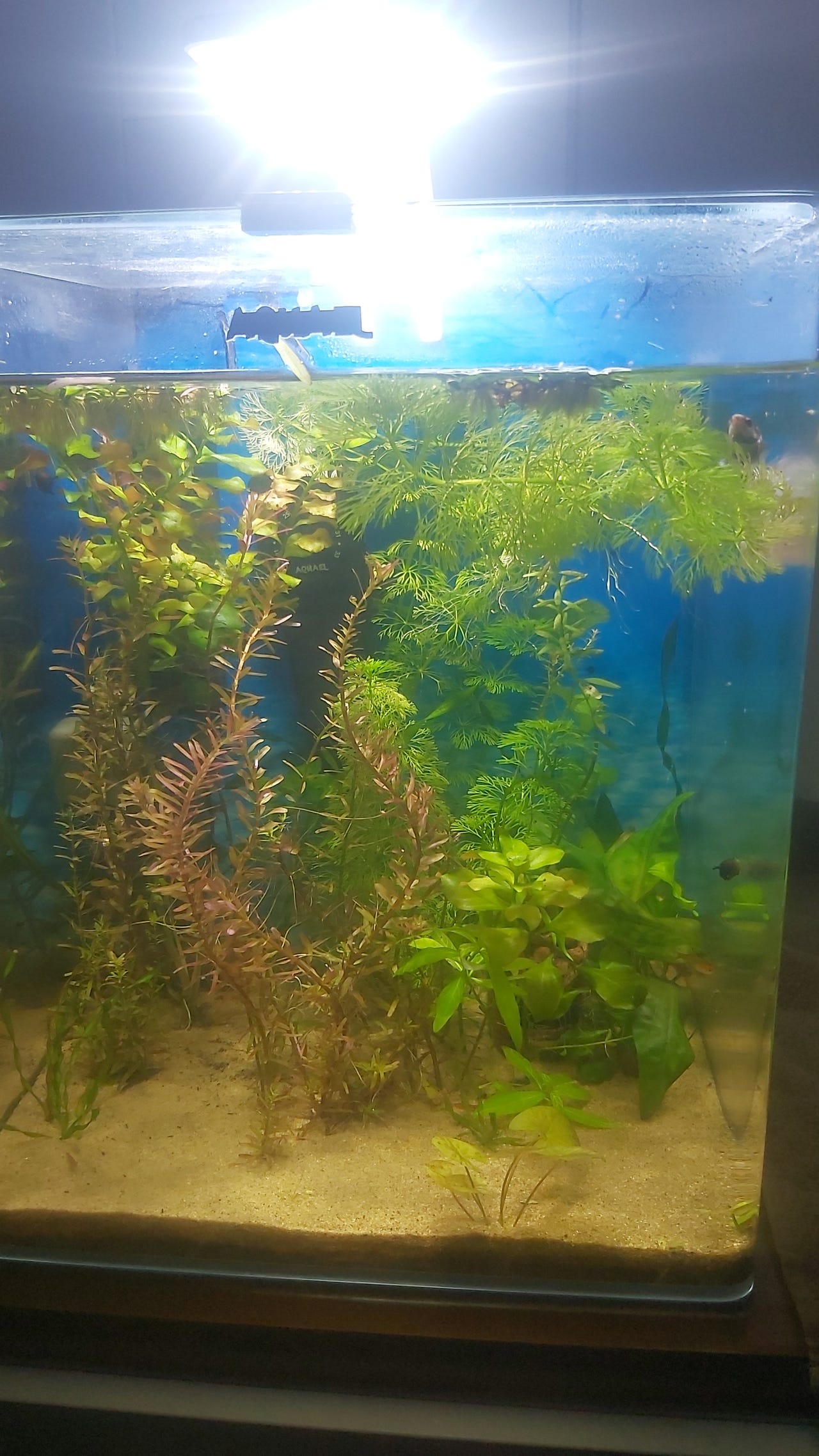Aquael OPTI Bent 30