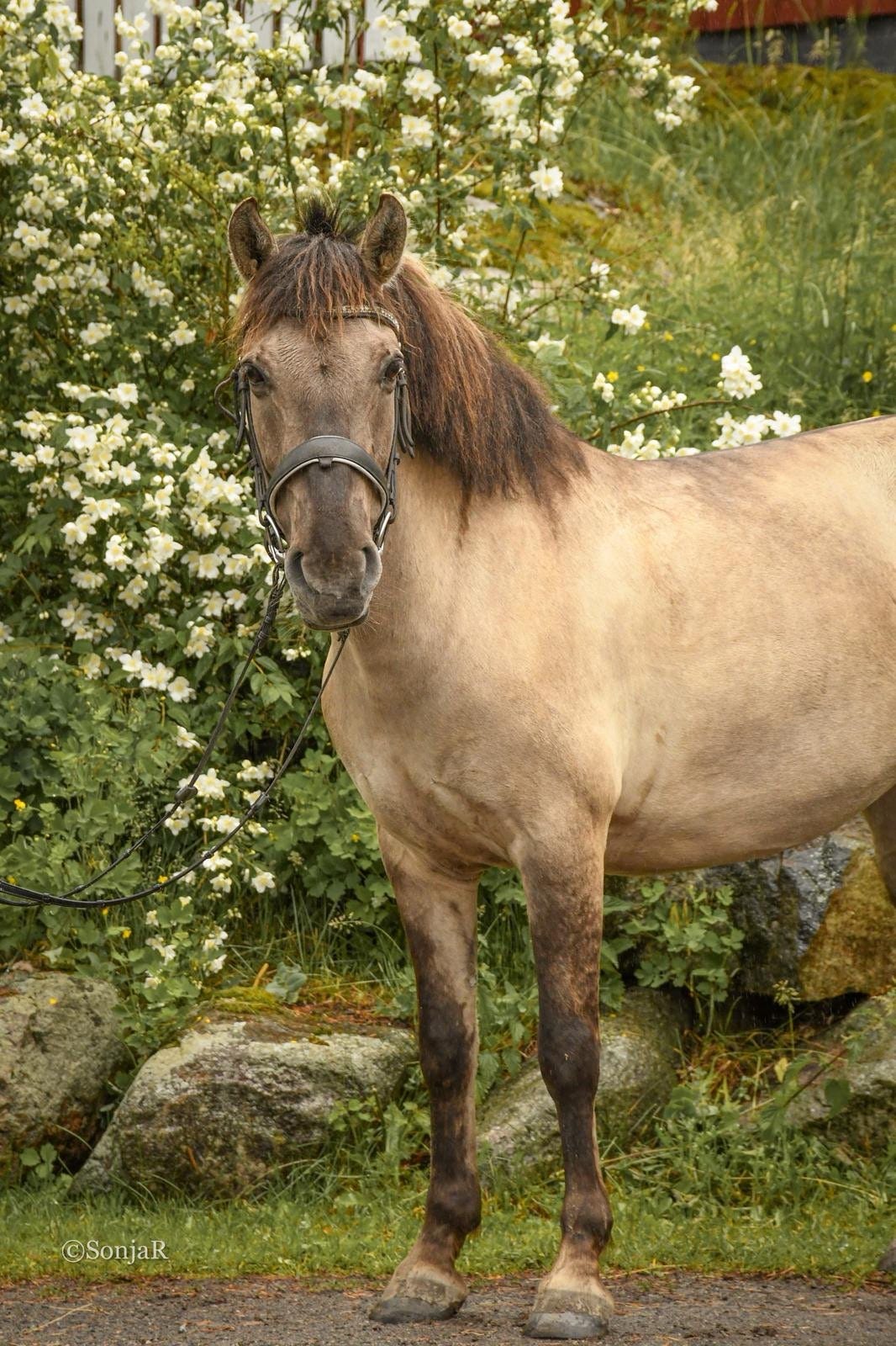 6v konik tamma