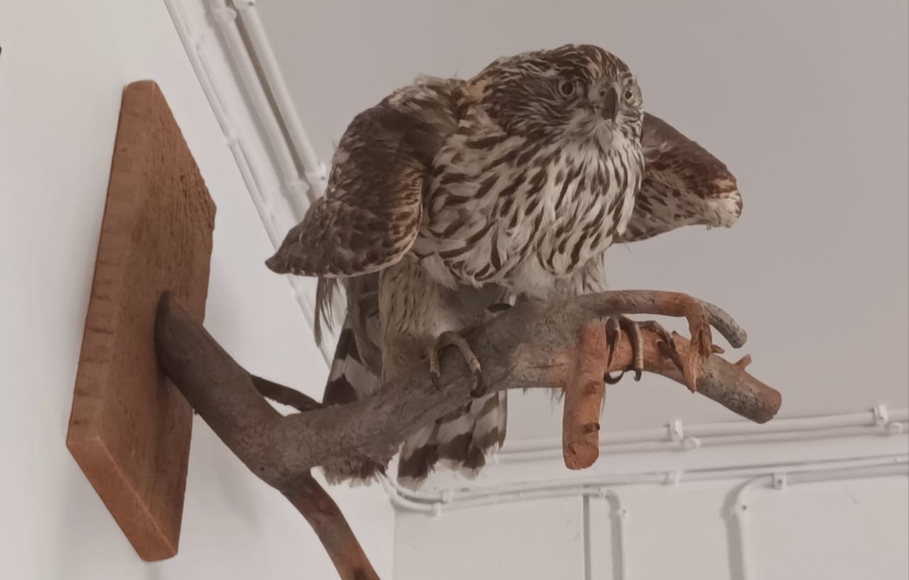 KANAHAUKKA