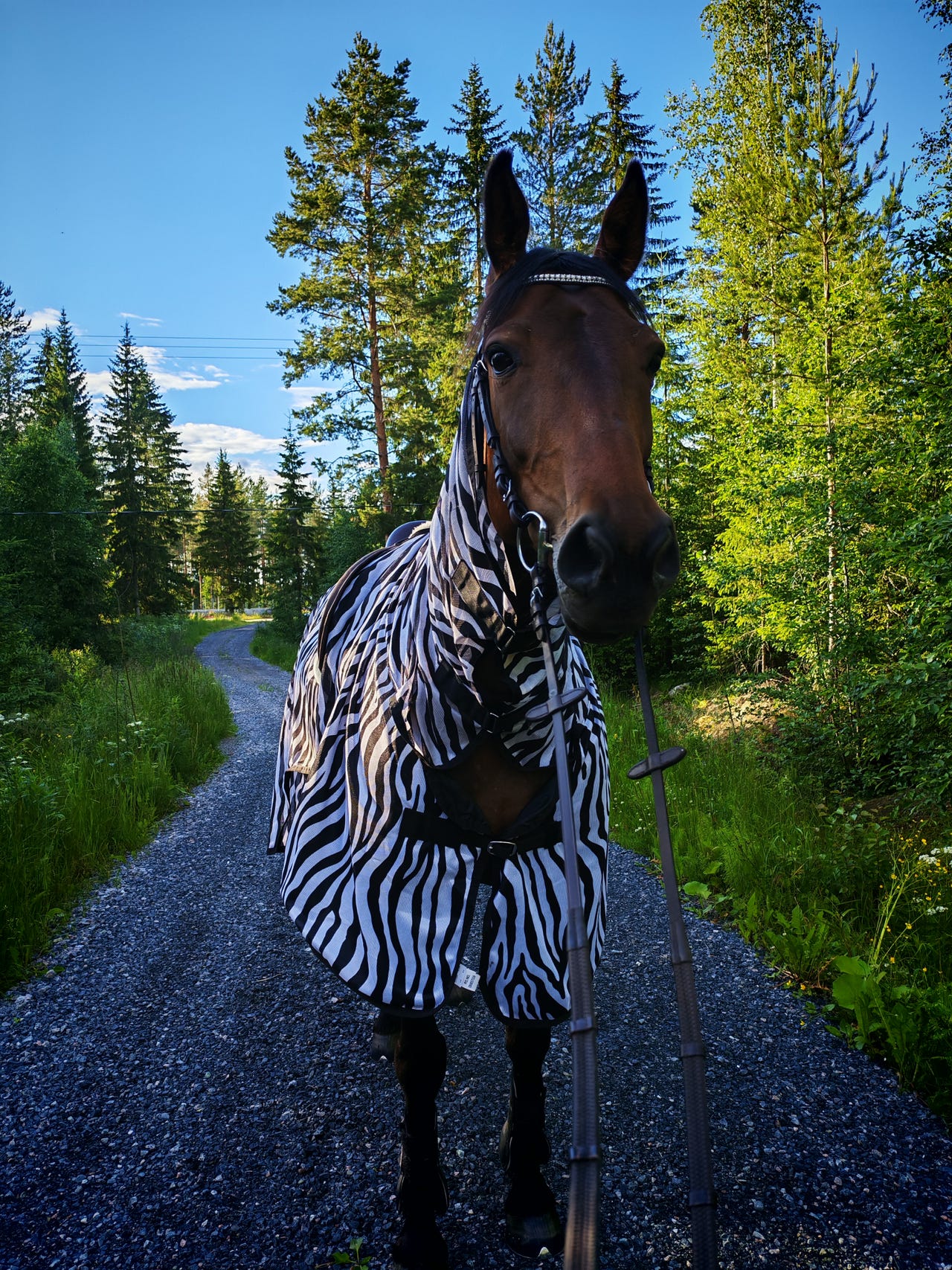 Vuokralle tarjotaan