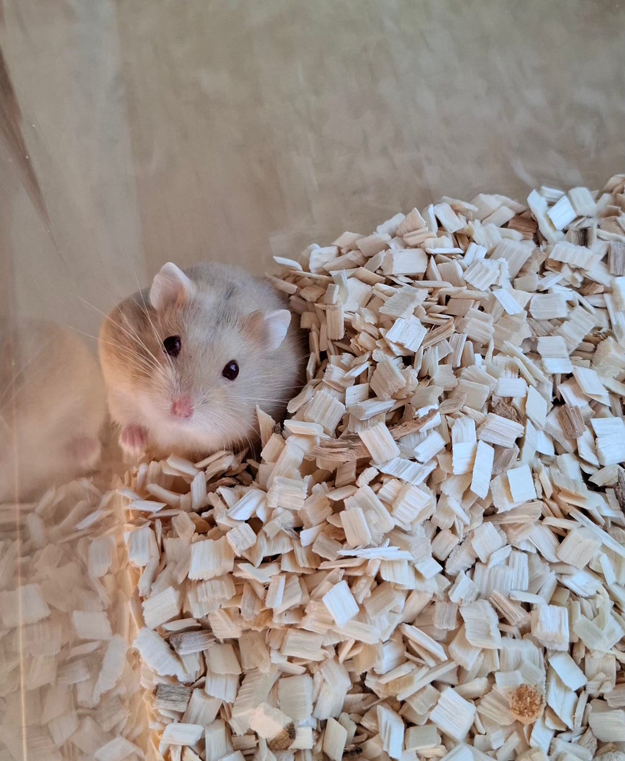 Kääpiöhamsteri Campbellin poikanen naaras