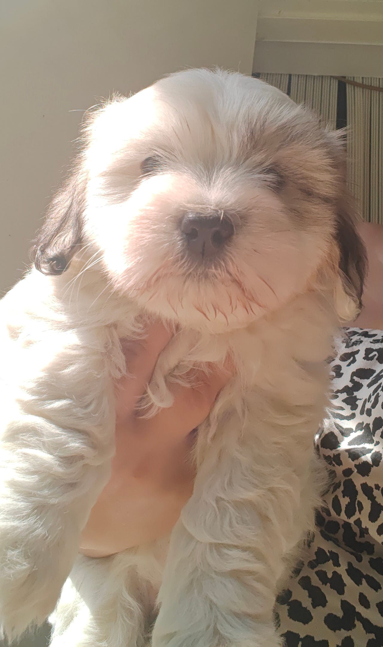 Coton de tulear narttupennut