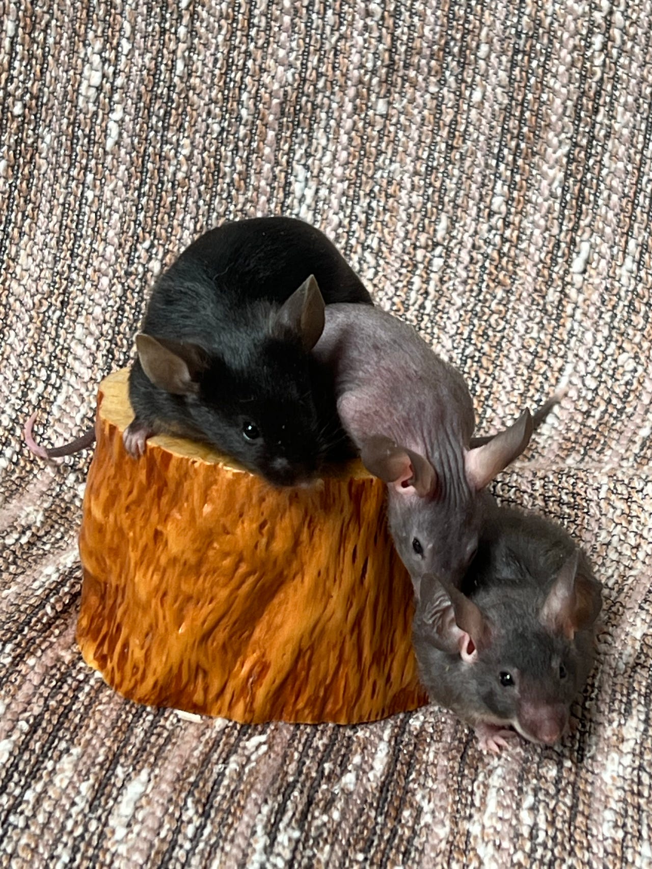 Kesyhiiri tyttö