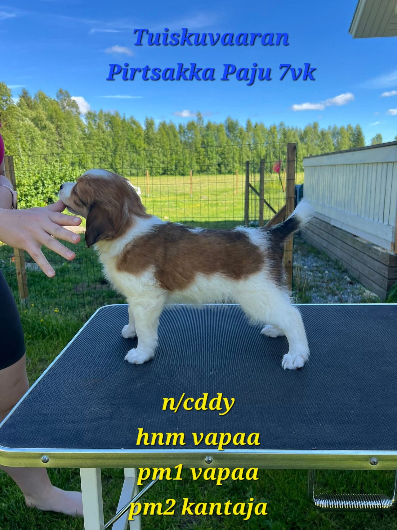 Kooikerhondje poika