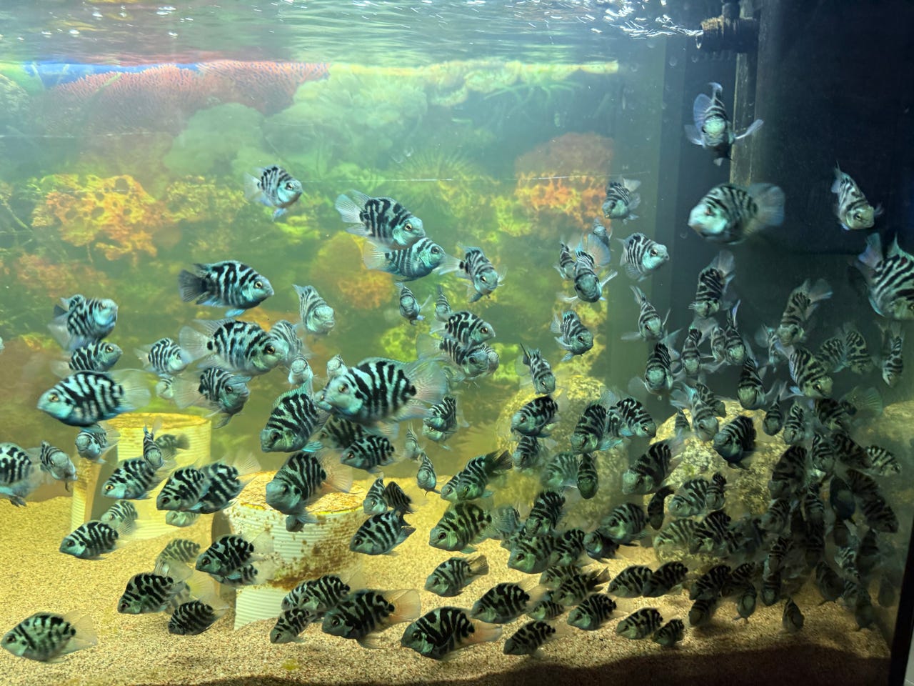 Parrot cichlid