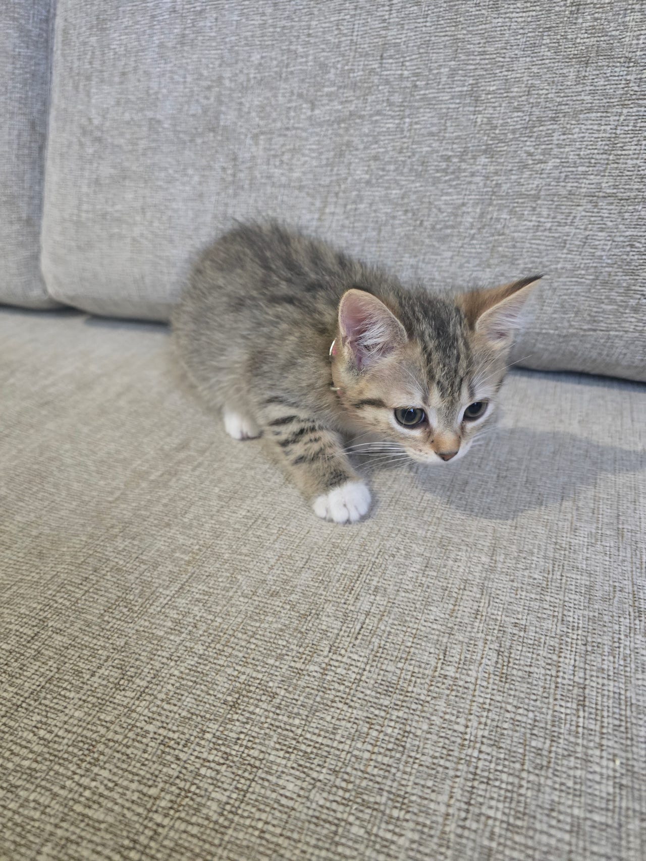 kissa