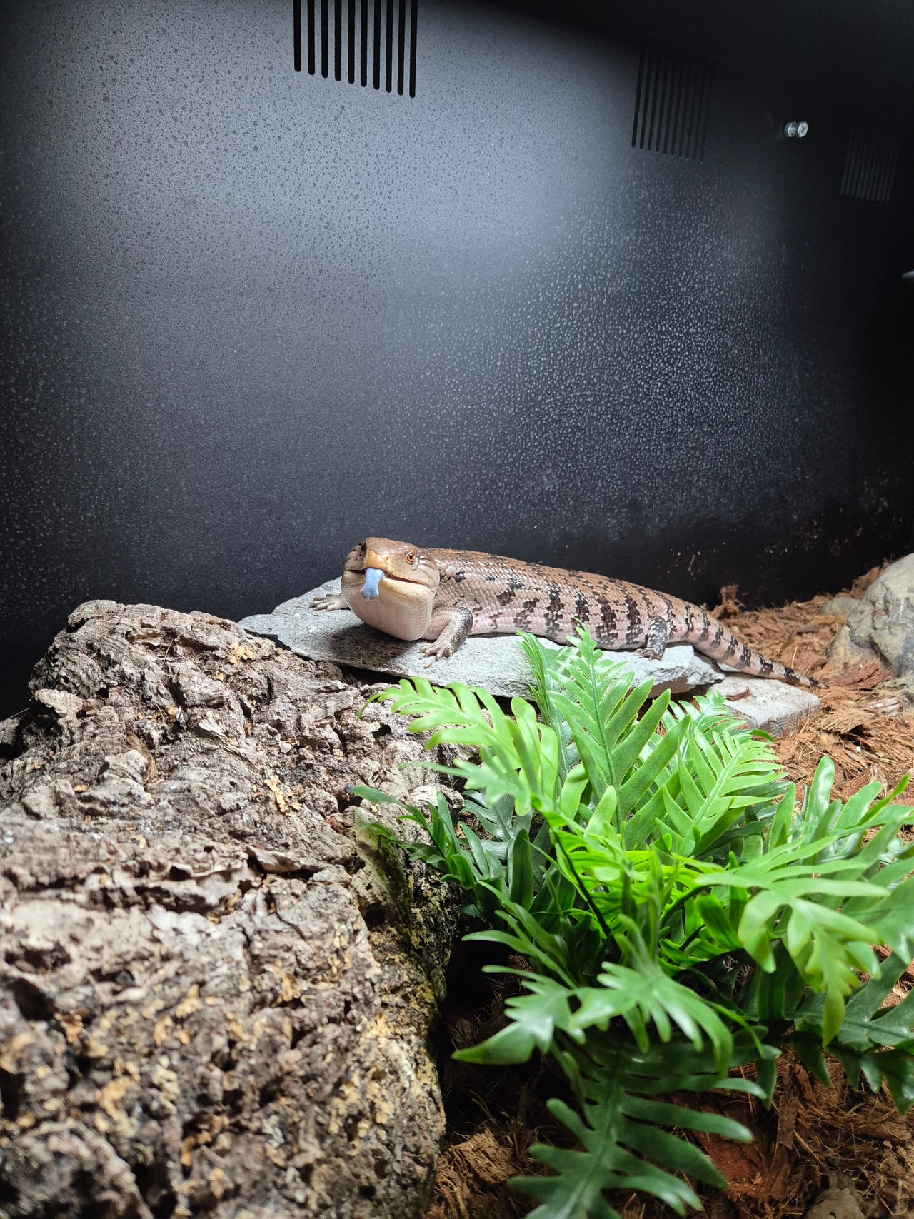 Merauke sinikieliskinkki T. gigas evanescens