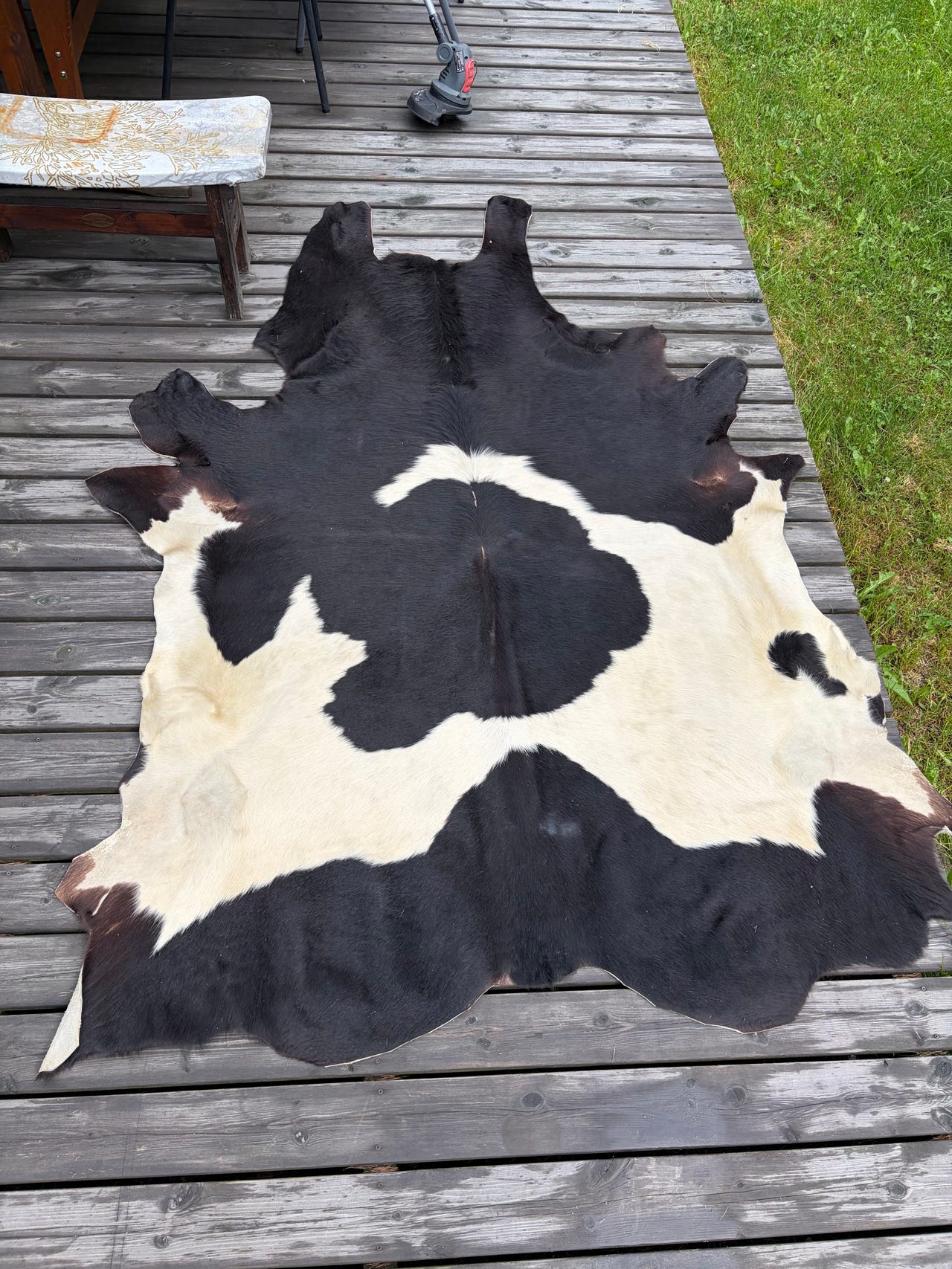 Lehmän talja mustavalkoinen