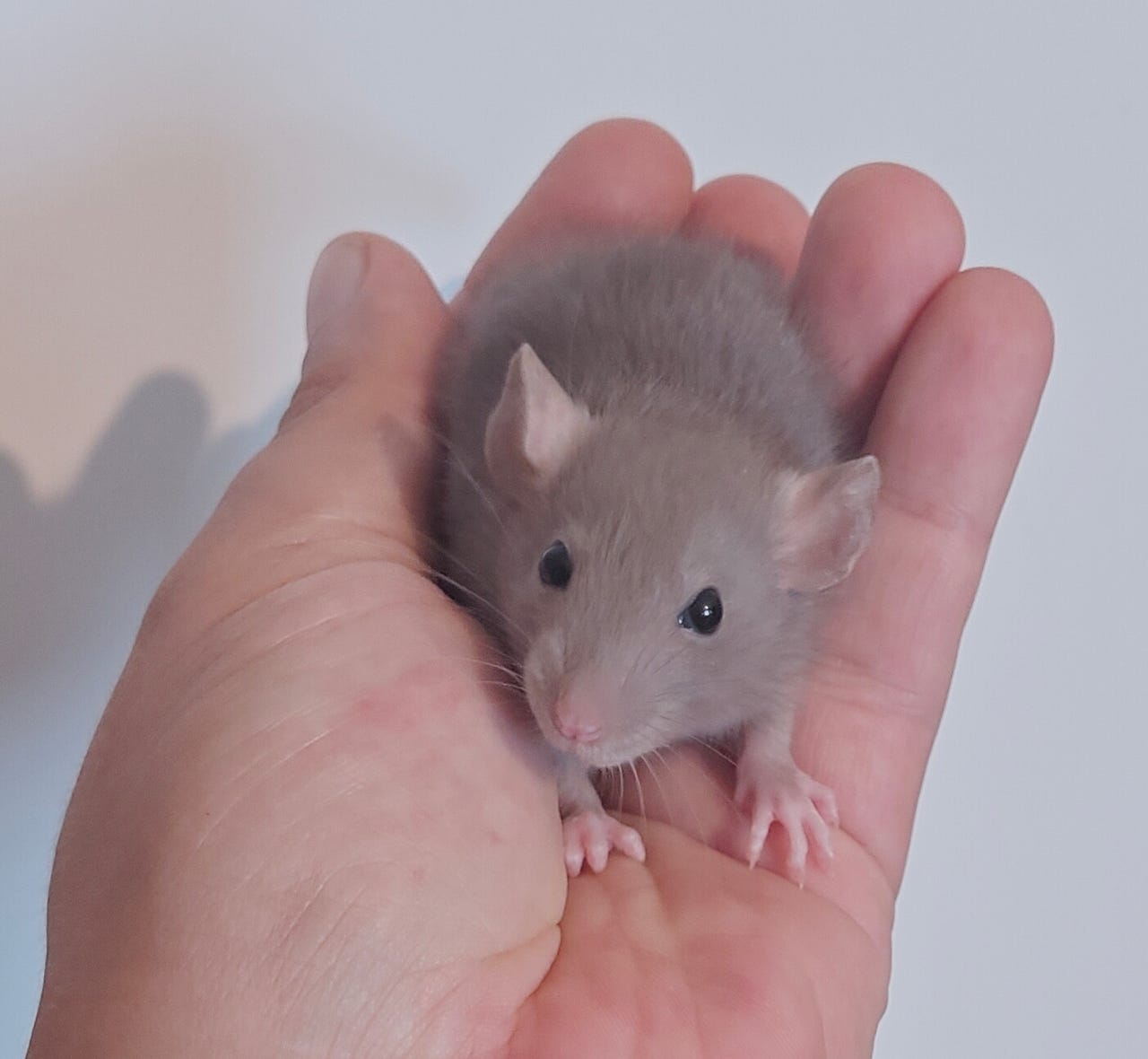Kesyrotta poikasia etsimässä kotikoloaan!