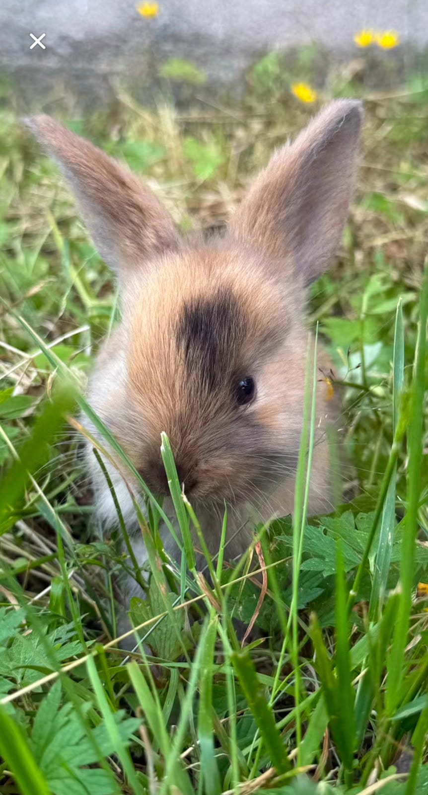 uros kääpiöluppa risteytys