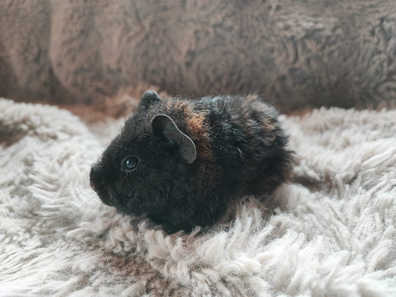 Marsun poikanen(teddy)