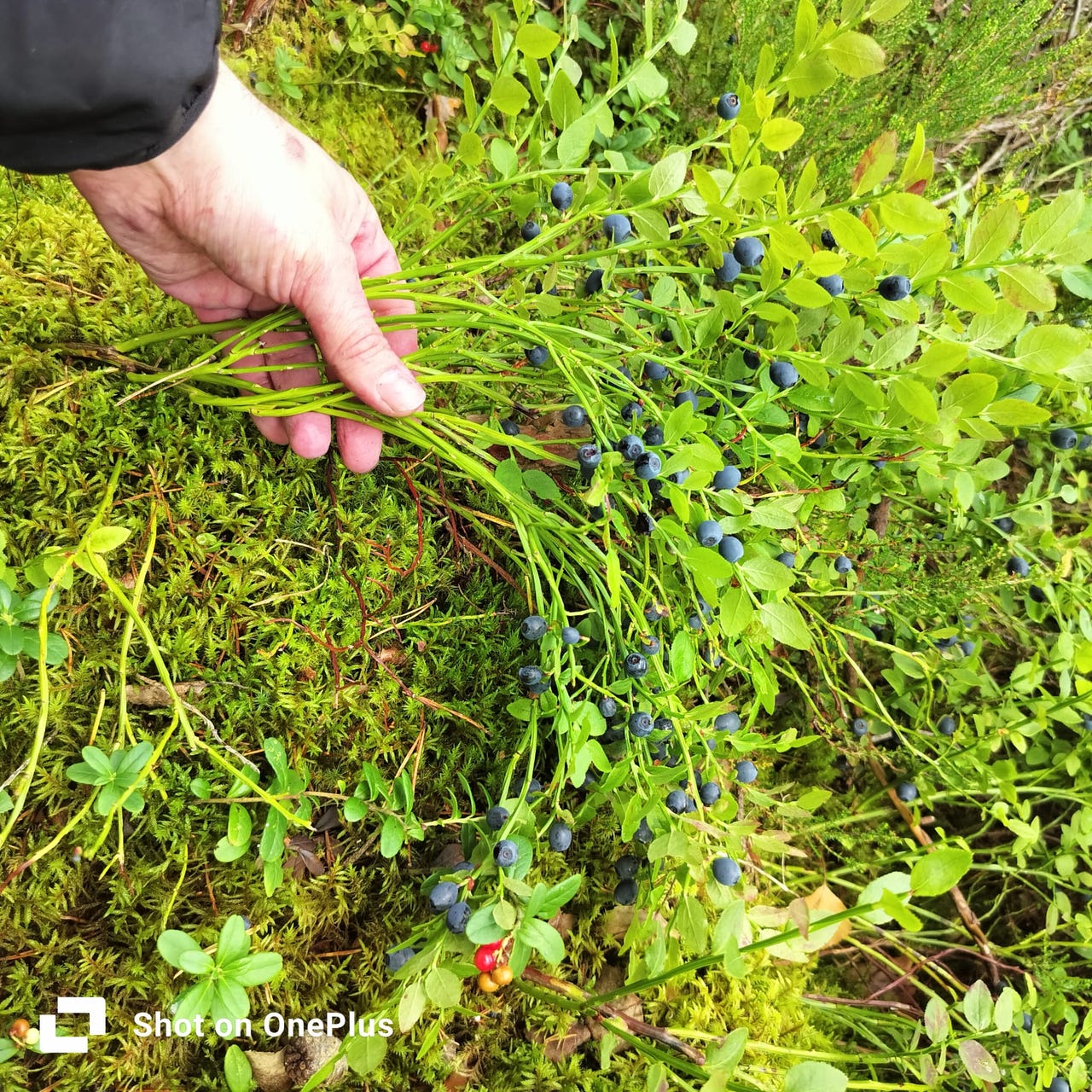 Putsattua mustikkaa 10.7 alkaen Espoo
