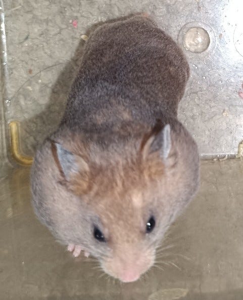 Syyrianhamsterit