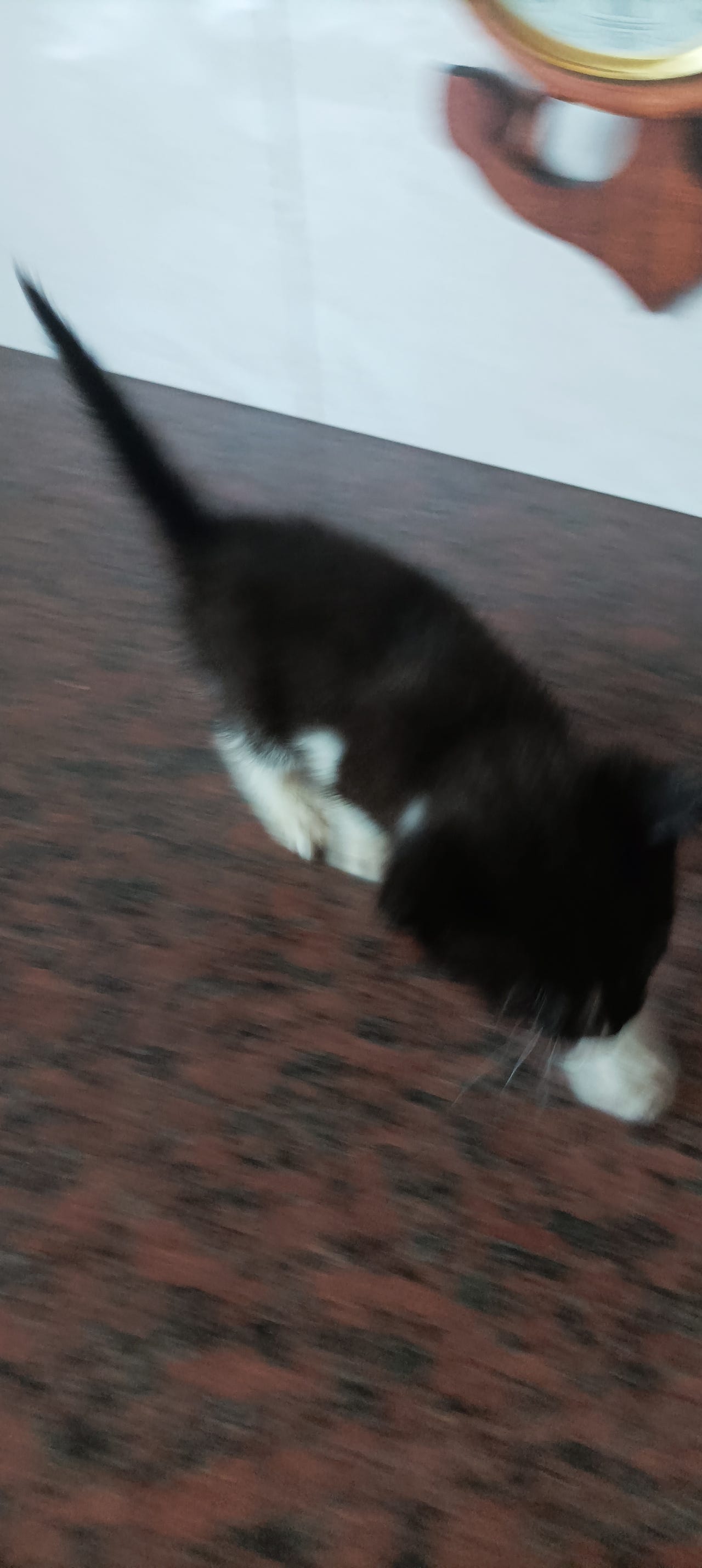 Pentu varattavissa  hyvään rakastavan kotiin