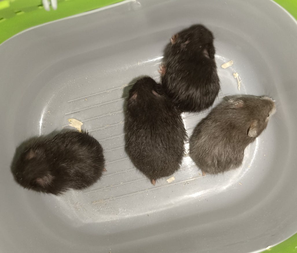 syyrianhamsterin pentuja