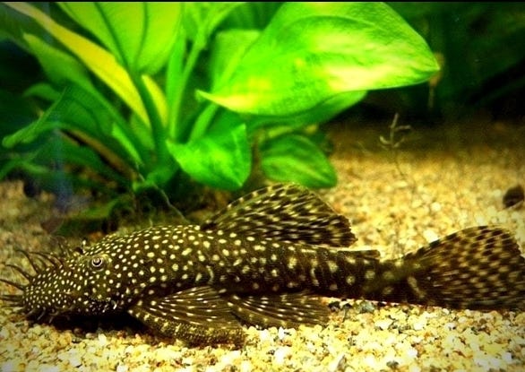 Partamonnit (Ancistrus)