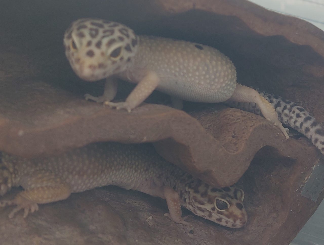 Leopardigekot (2kpl)