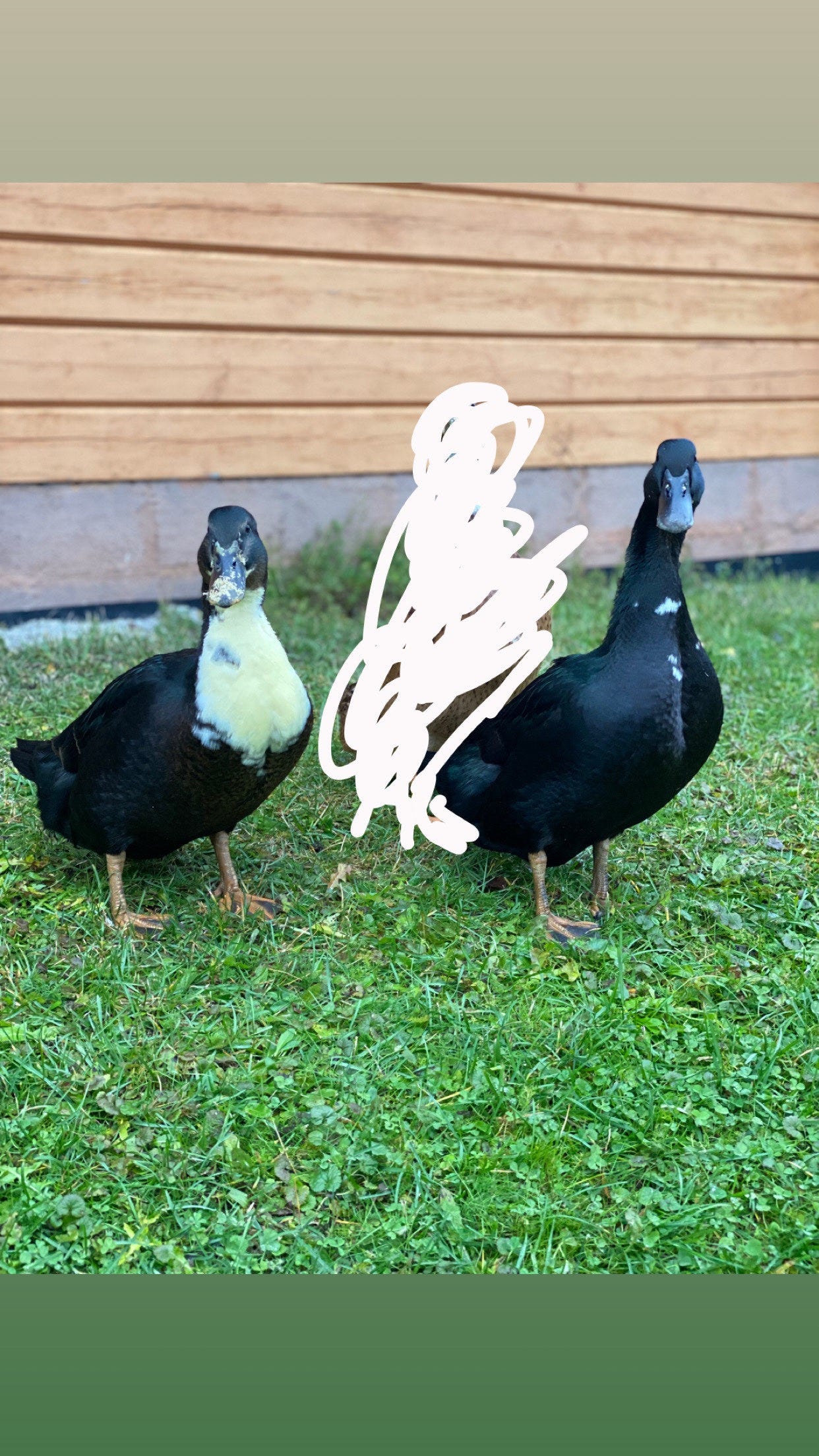 Kaksi akka ankkaa