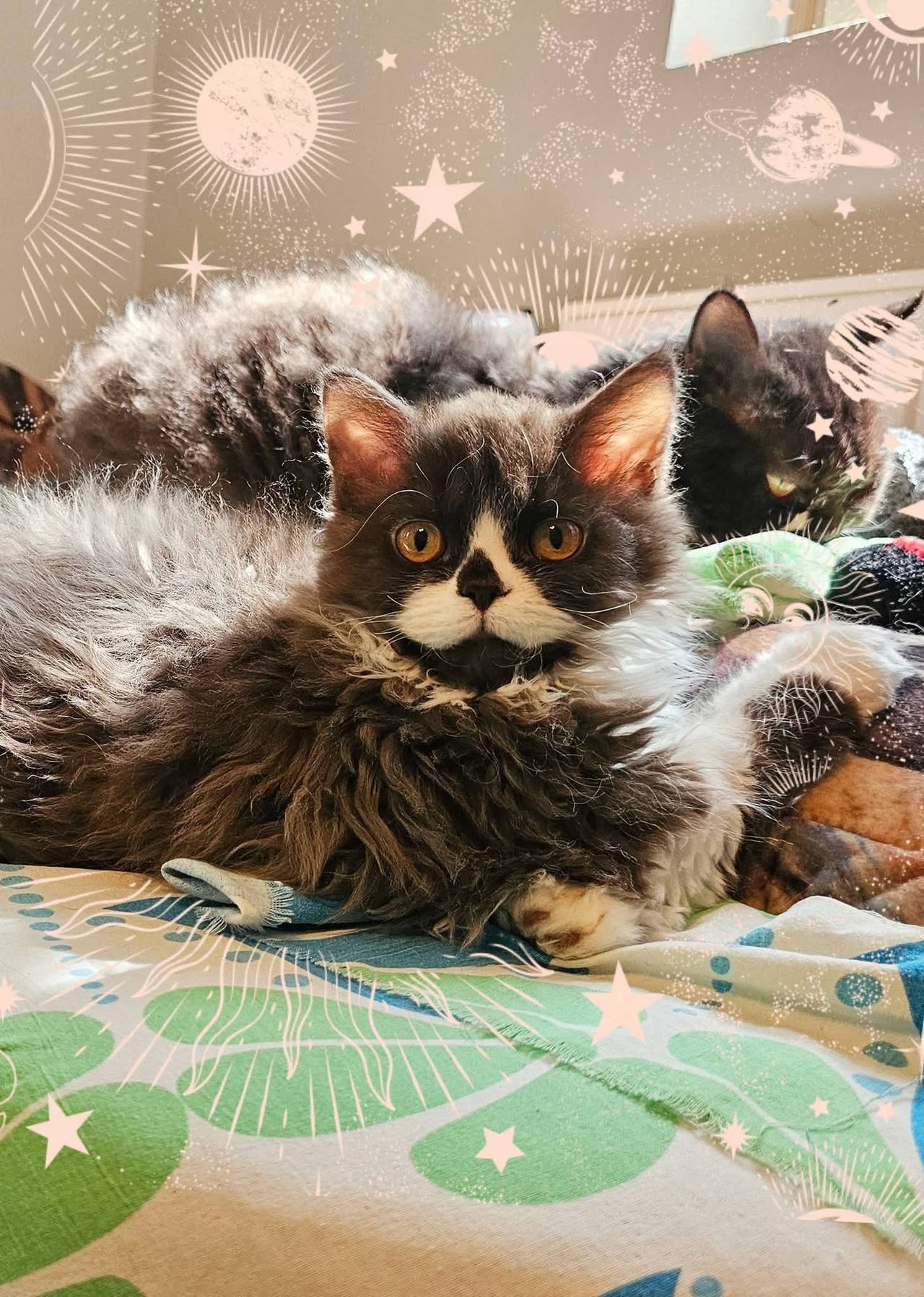 Selkirk Rex -rotuinen kihara tyttöpentu