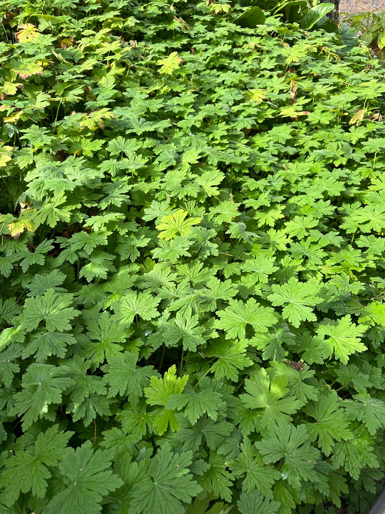 Maanpeiteperenna Geranium