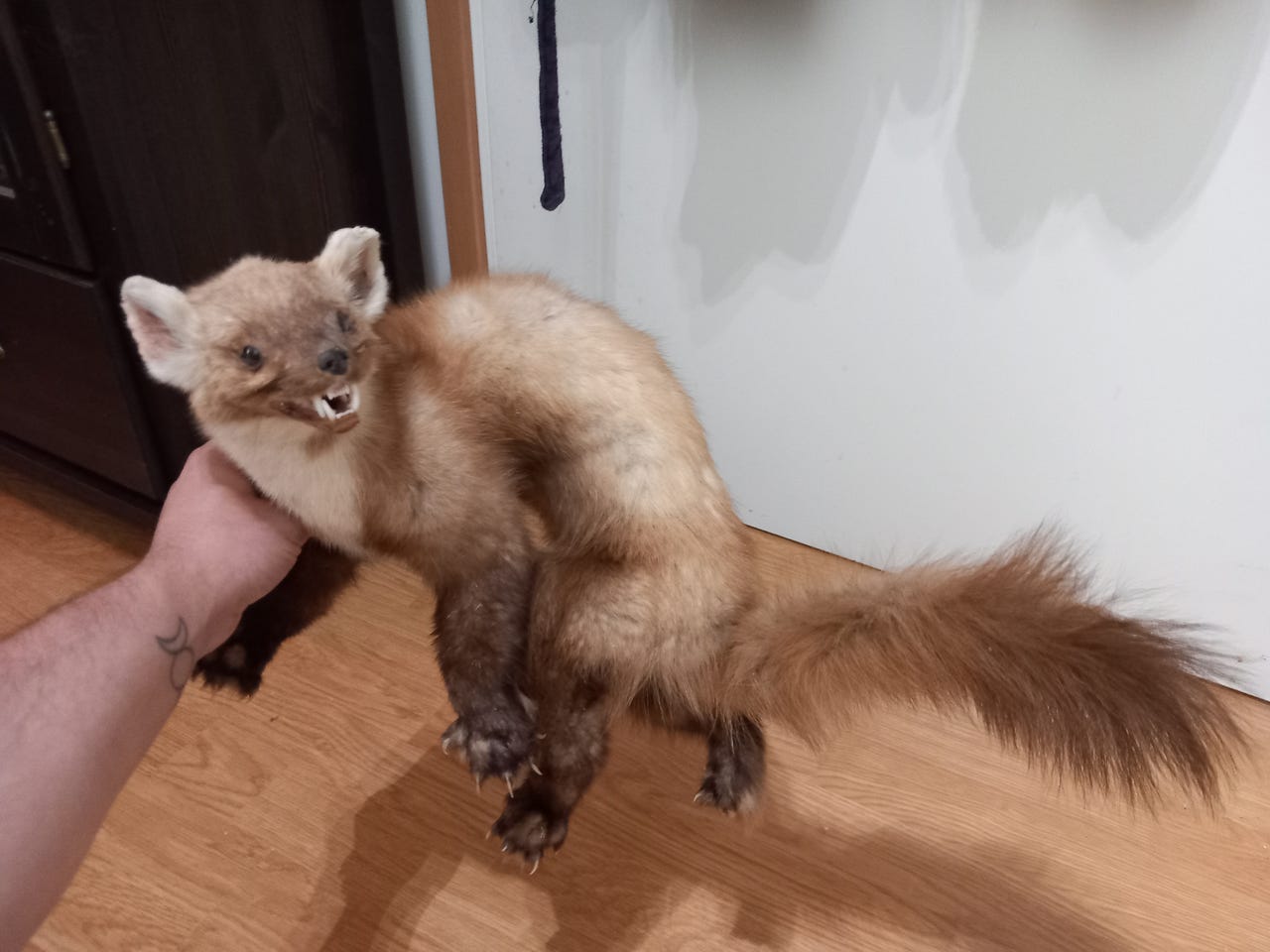 Vanha täytetty näätä