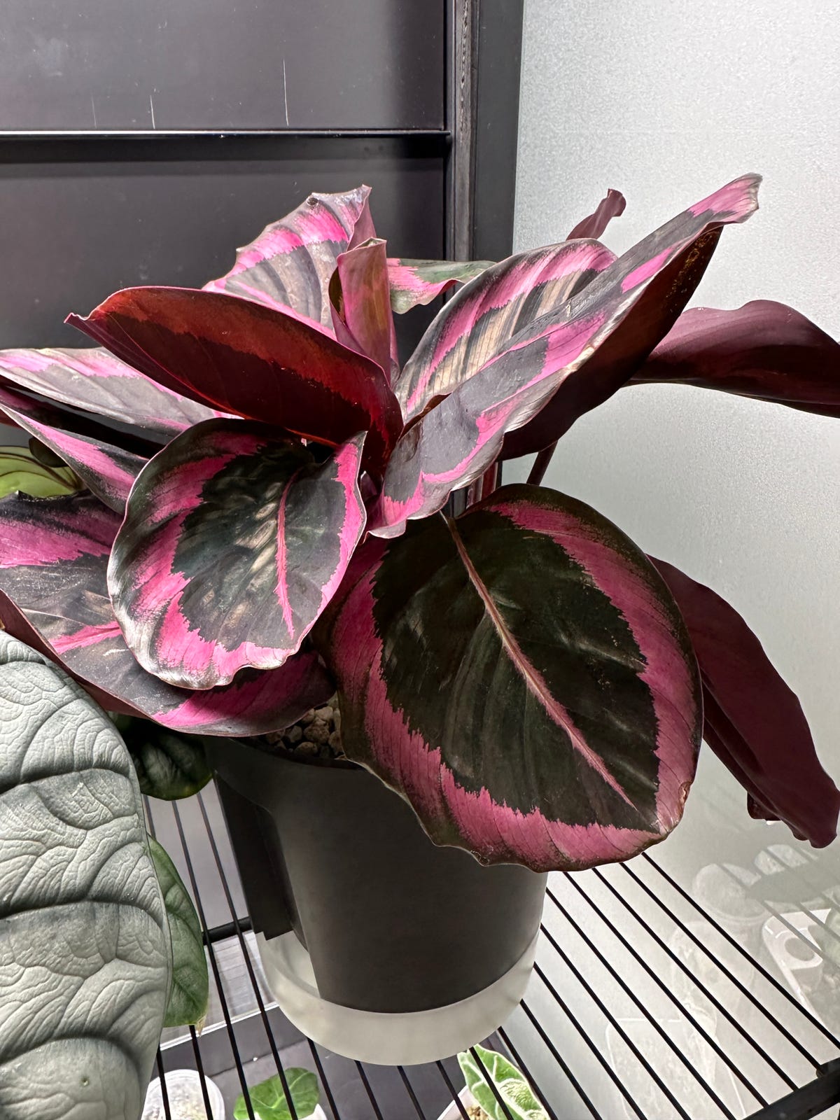 Isomaija Calathea Rosaopicta